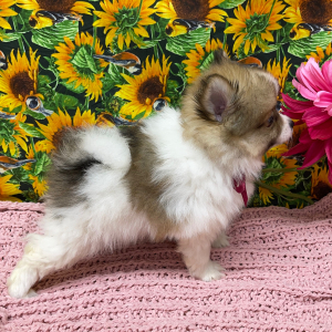 Pomeranian Puppy Bree