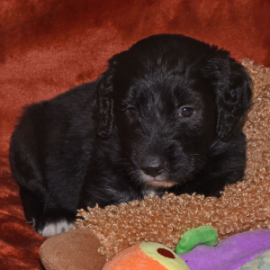 Aussiedoodle Puppy Dakota