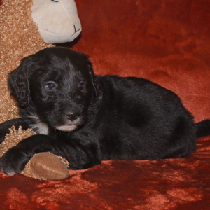 Aussiedoodle Puppy Dakota