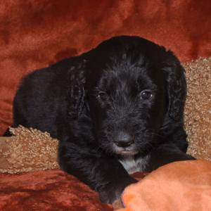 Aussiedoodle Puppy Dakota