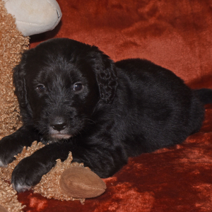 Aussiedoodle Puppy Dakota