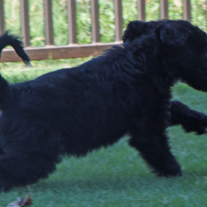 Aussiedoodle Puppy Dakota