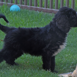 Aussiedoodle Puppy Dakota