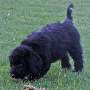 Aussiedoodle Puppy Dakota