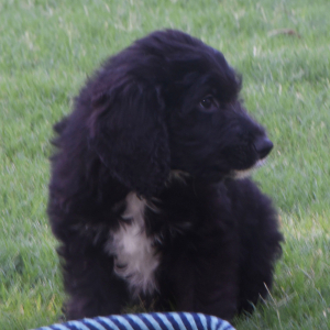 Aussiedoodle Puppy Dakota