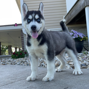 Siberian Husky Puppy Vance