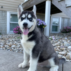 Siberian Husky Puppy Vance