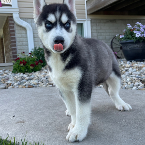 Siberian Husky Puppy Vance