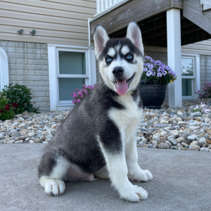 Siberian Husky Puppy Vance