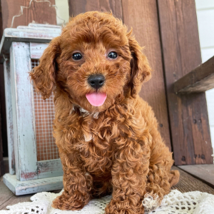 Poodle Puppy Jason