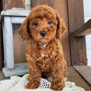 Poodle Puppy Jason