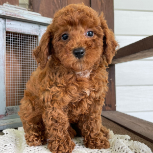 Poodle Puppy Jason