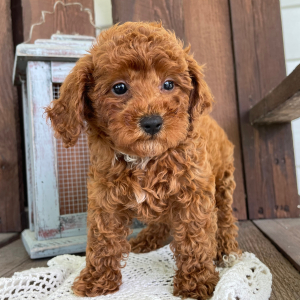 Poodle Puppy Jason
