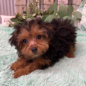 Yorkiepoo Puppy Ava