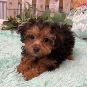 Yorkiepoo Puppy Ava