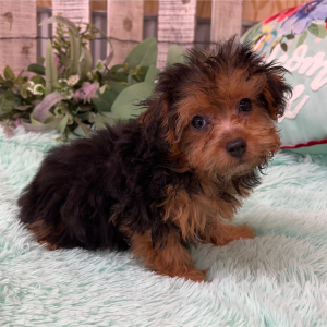 Yorkiepoo Puppy Ava