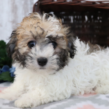 Havanese Puppy Chipper
