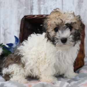 Havanese Puppy Chipper