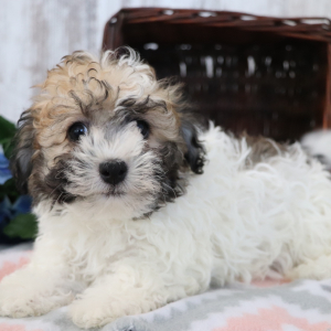 Havanese Puppy Chipper