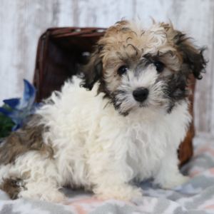Havanese Puppy Chipper