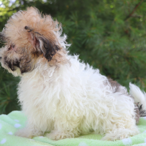 Havanese Puppy Chipper