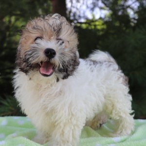Havanese Puppy Chipper