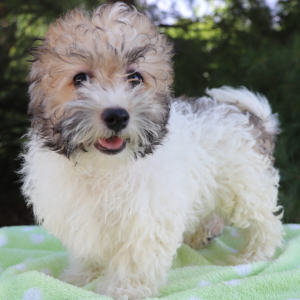 Havanese Puppy Chipper