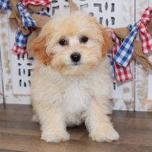 Maltipoo Puppy Rocket