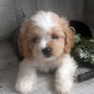 Cavachon Puppy Raine