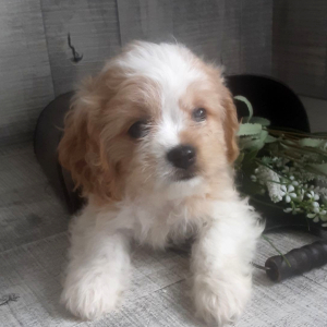 Cavachon Puppy Raine