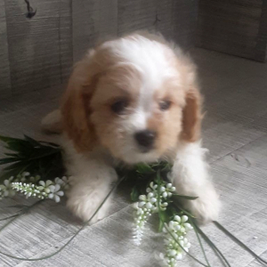 Cavachon Puppy Raine