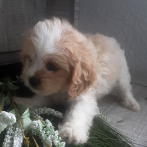 Cavachon Puppy Raine