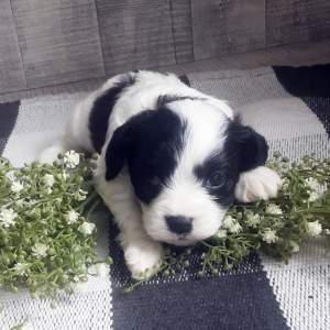 Cavachon Puppy Hunter