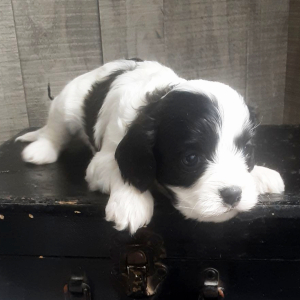 Cavachon Puppy Hunter