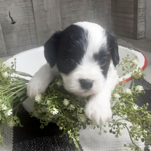 Cavachon Puppy Hunter