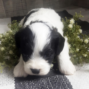 Cavachon Puppy Hunter
