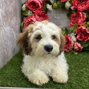 Havanese Puppy Ralph