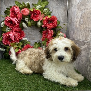 Havanese Puppy Ralph