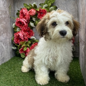 Havanese Puppy Ralph
