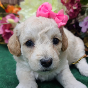 Poodle Puppy Macy Lou