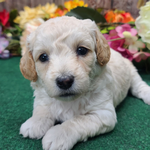 Poodle Puppy Macy Lou
