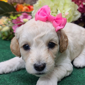 Poodle Puppy Macy Lou