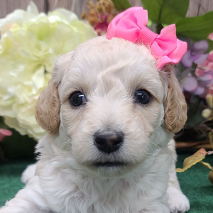 Poodle Puppy Macy Lou