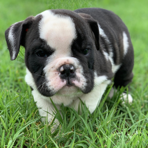 Bulldog Puppy Poncho