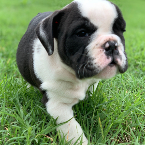 Bulldog Puppy Poncho