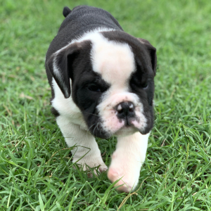 Bulldog Puppy Poncho