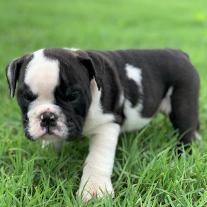 Bulldog Puppy Poncho