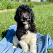 Poodle Puppy Rommy