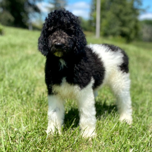Poodle Puppy Rommy