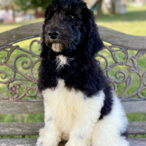Poodle Puppy Rommy